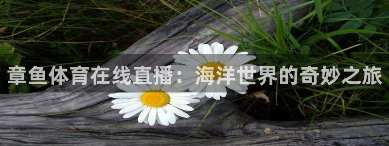 章鱼体育在线直播：海洋世界的奇妙之旅