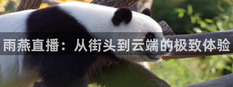 雨燕直播：从街头到云端的极致体验