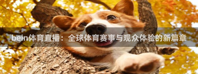 bein体育直播：全球体育赛事与观众体验的新篇章