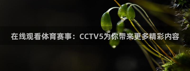 在线观看体育赛事：CCTV5为你带来更多精彩内容